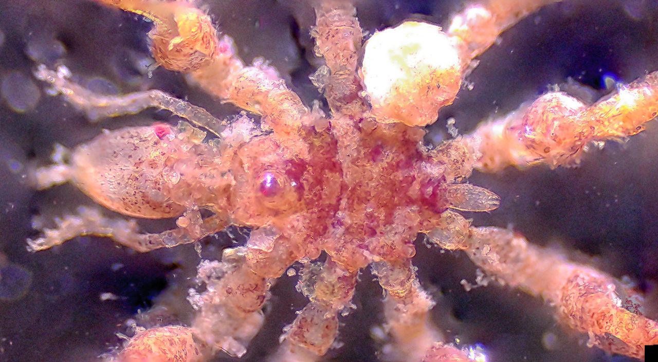 Conoscete il ragno di mare?